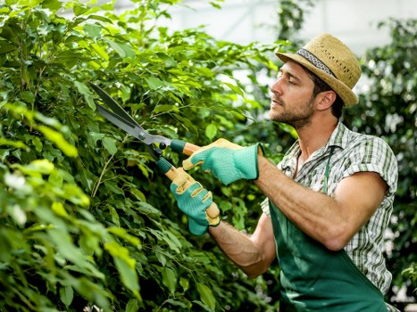 Variety of plants used in Teddington landscape gardening